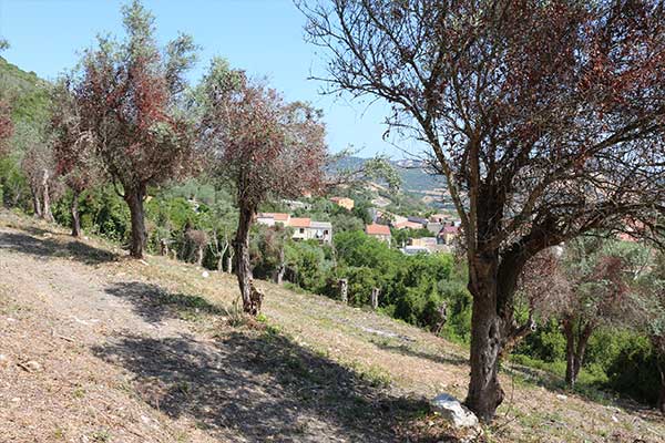 Oliveto y Stroll a través de los Olivos